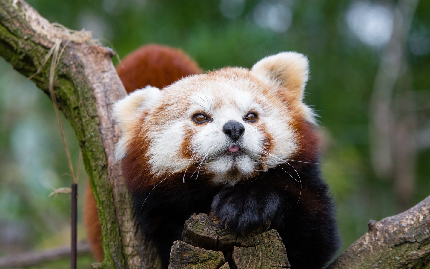 Обои морда, животное, красная панда, малая панда, face, animal, red panda разрешение 3840x2400 Загрузить