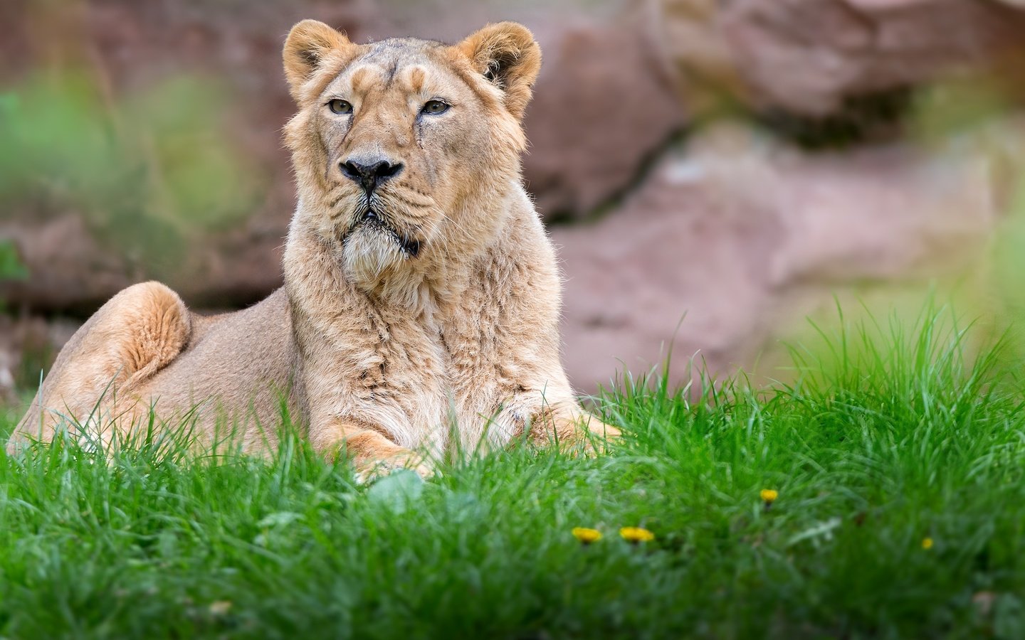 Обои морда, цветы, трава, хищник, большая кошка, лев, львица, face, flowers, grass, predator, big cat, leo, lioness разрешение 2560x1706 Загрузить