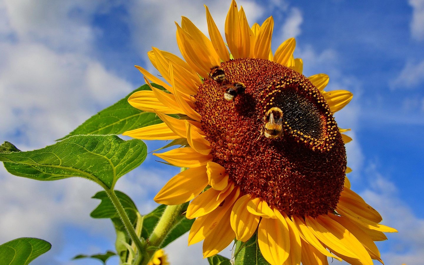 Обои небо, насекомое, цветок, подсолнух, пчела, шмель, the sky, insect, flower, sunflower, bee, bumblebee разрешение 1920x1080 Загрузить