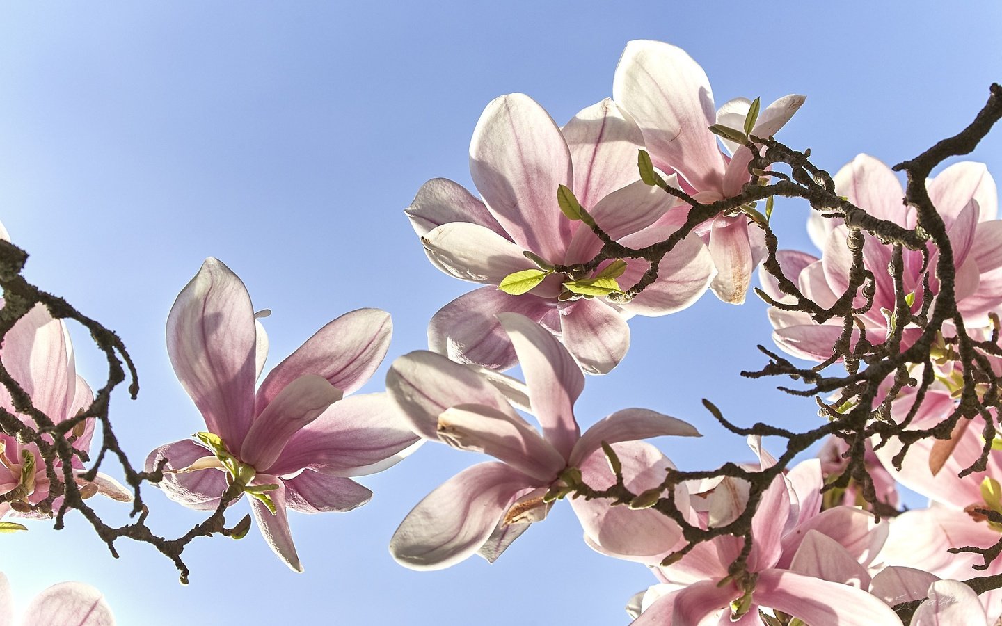 Обои небо, цветение, ветки, весна, магнолия, the sky, flowering, branches, spring, magnolia разрешение 1920x1203 Загрузить