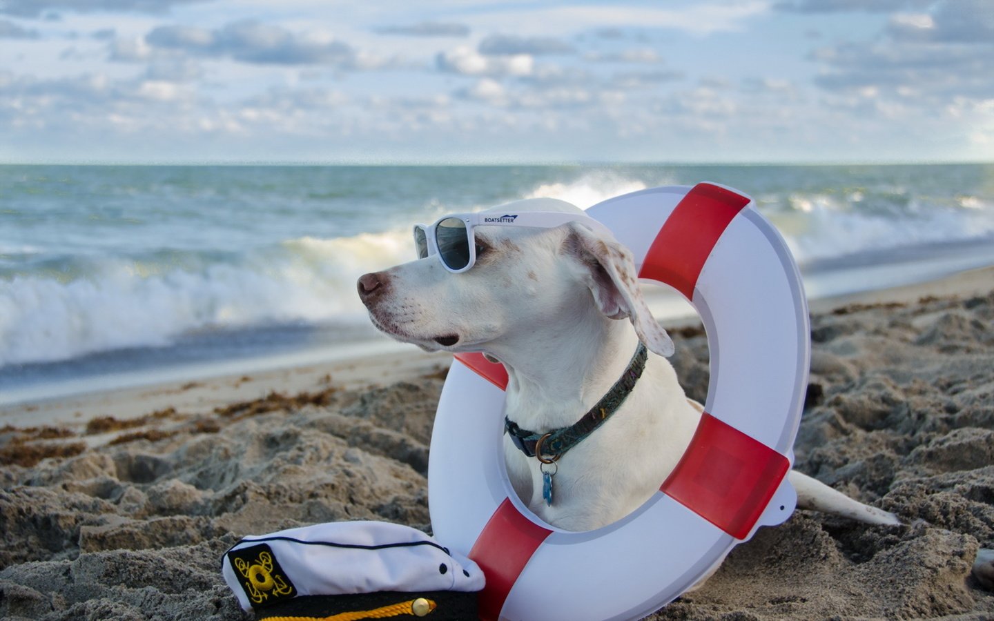 Обои море, пляж, очки, собака, солнечные очки, дог, спасательный круг, sea, beach, glasses, dog, sunglasses, lifeline разрешение 1920x1200 Загрузить