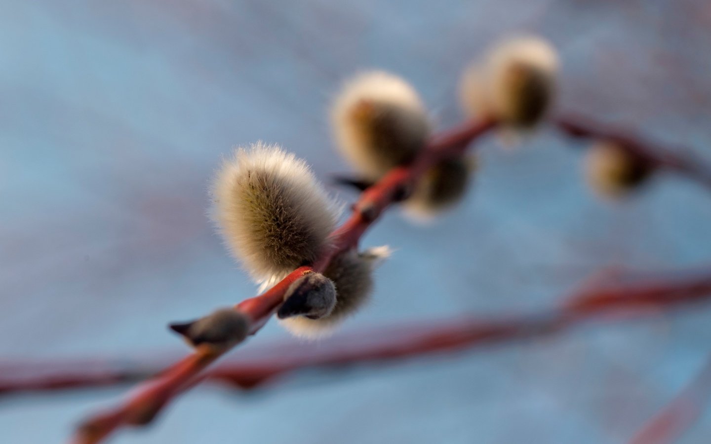 Обои ветка, природа, фон, весна, почки, верба, branch, nature, background, spring, kidney, verba разрешение 3840x2765 Загрузить