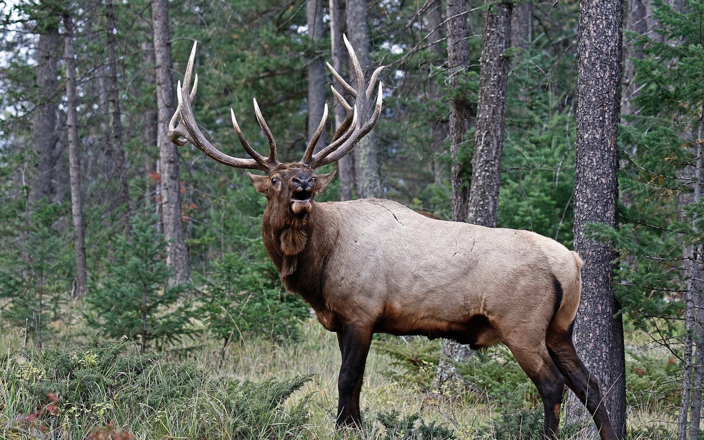 Обои деревья, природа, лес, олень, рога, trees, nature, forest, deer, horns разрешение 2048x1470 Загрузить