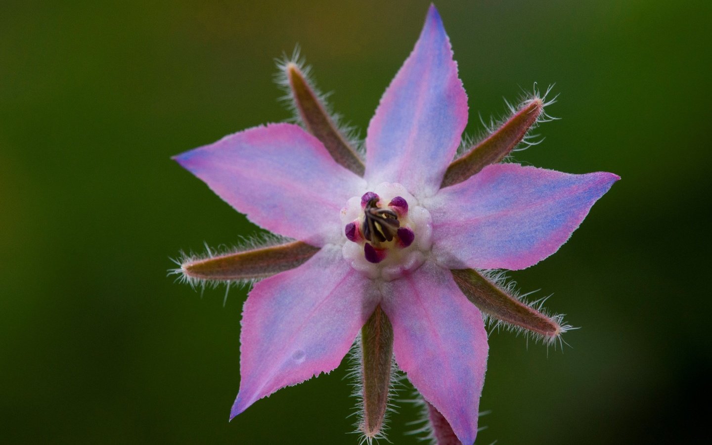 Обои природа, макро, лепестки, огуречник, огуречная трава, nature, macro, petals, borage разрешение 2880x1828 Загрузить