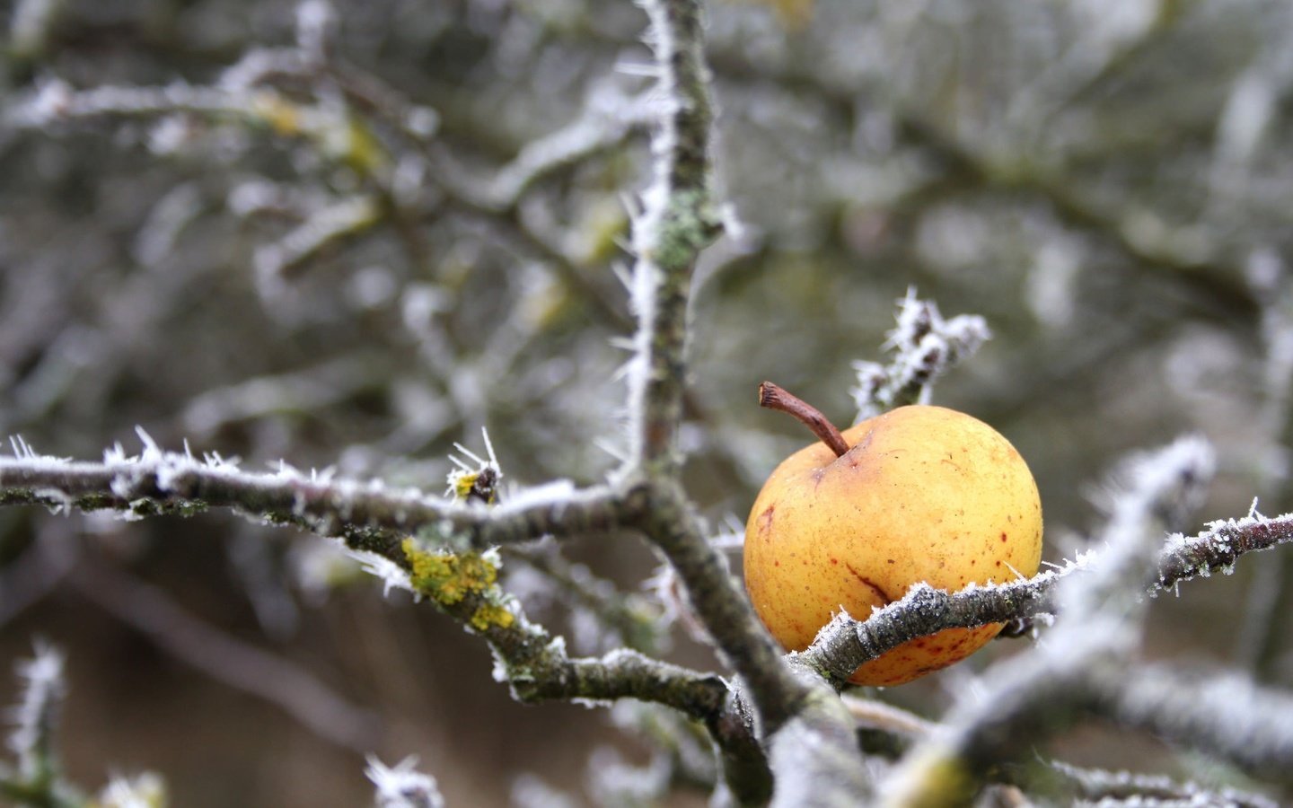 Обои природа, зима, ветки, иней, яблоко, nature, winter, branches, frost, apple разрешение 2048x1367 Загрузить