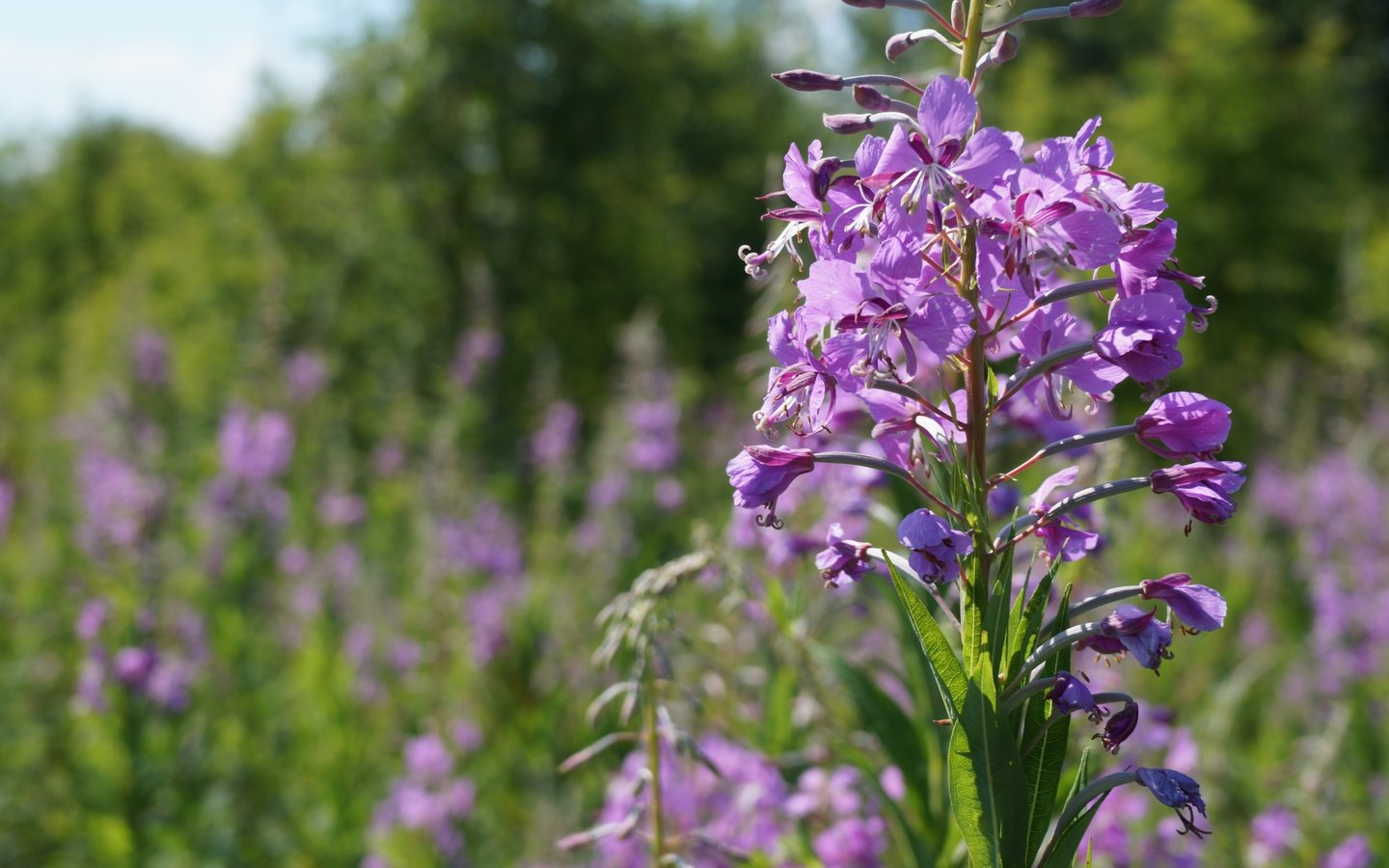 Обои цветы, природа, полевые цветы, иван-чай, кипрей, flowers, nature, wildflowers, ivan-tea, fireweed разрешение 5456x3064 Загрузить