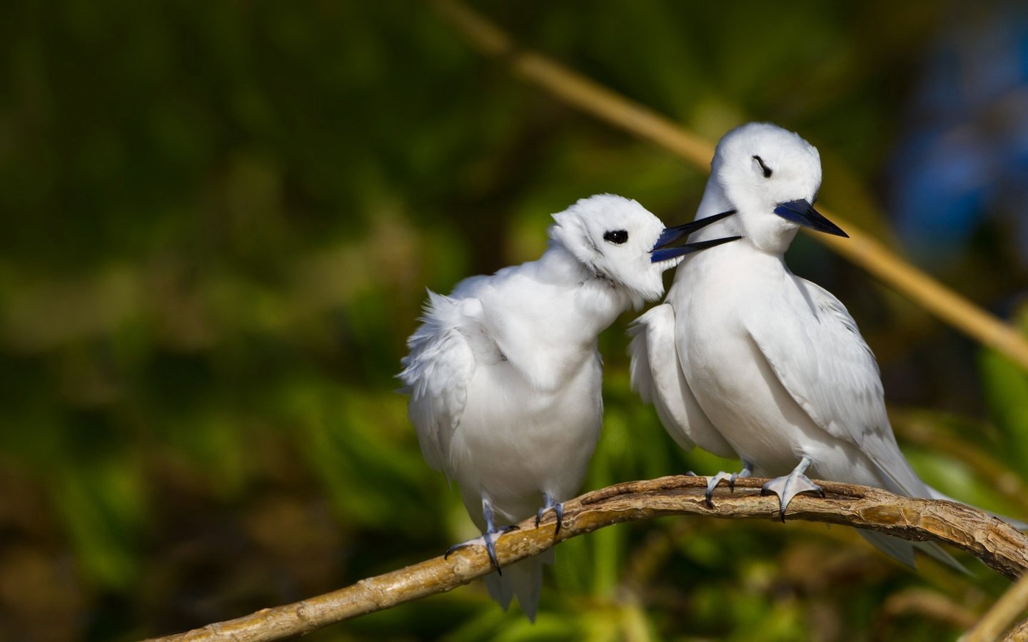 Обои природа, птицы, клюв, перья, канада, белая крачка, nature, birds, beak, feathers, canada, white tern разрешение 1920x1080 Загрузить