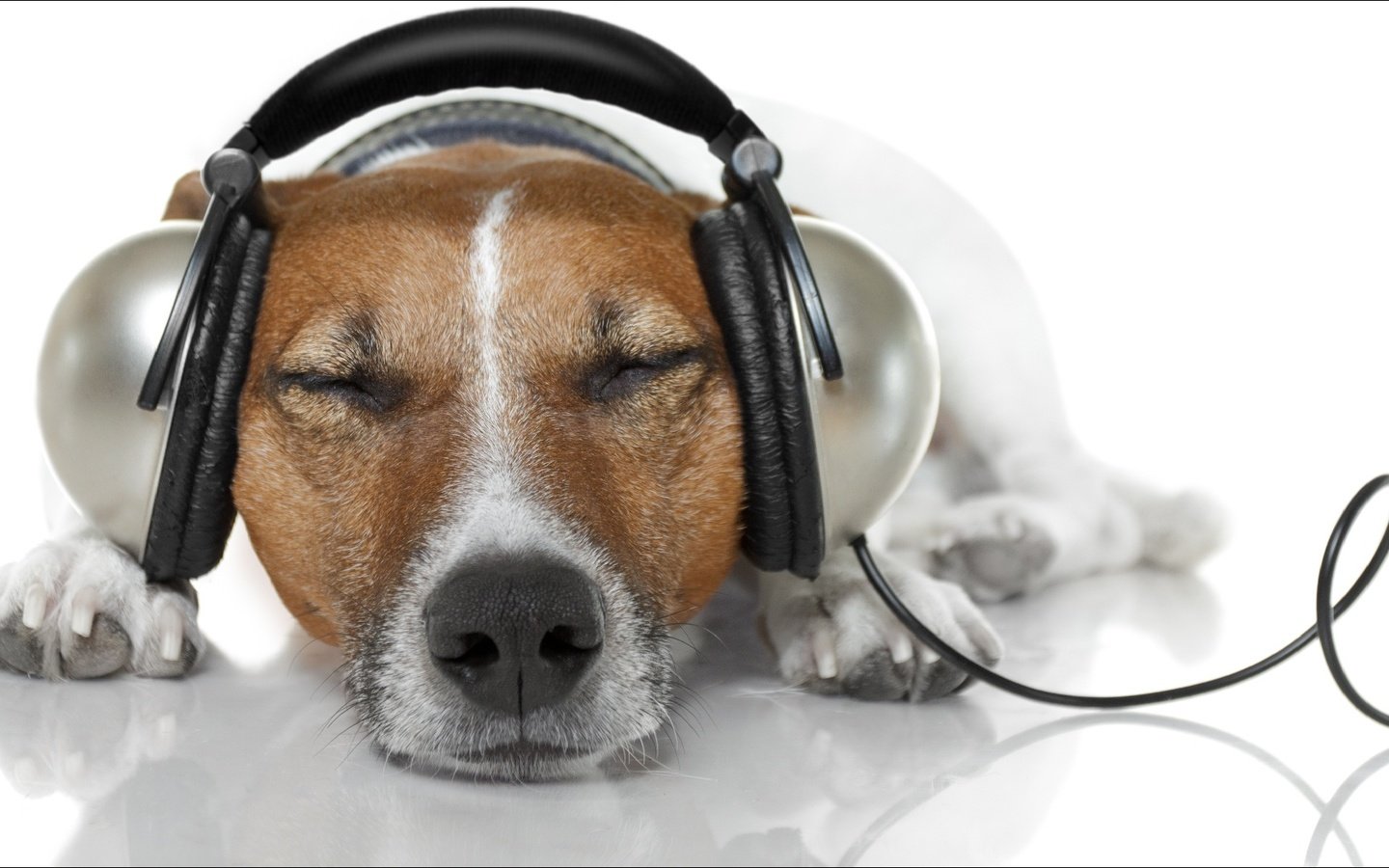 Обои музыка, собака, наушники, джек-рассел-терьер, music, dog, headphones, jack russell terrier разрешение 1920x1080 Загрузить