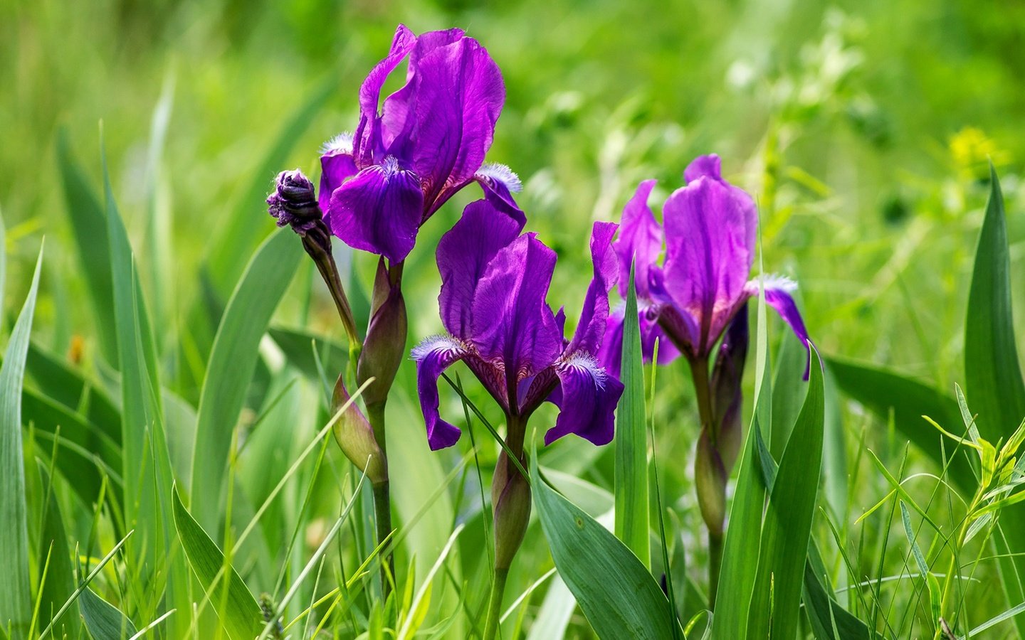 Обои цветы, трава, фиолетовый, весна, ирисы, ирис, flowers, grass, purple, spring, irises, iris разрешение 1920x1278 Загрузить