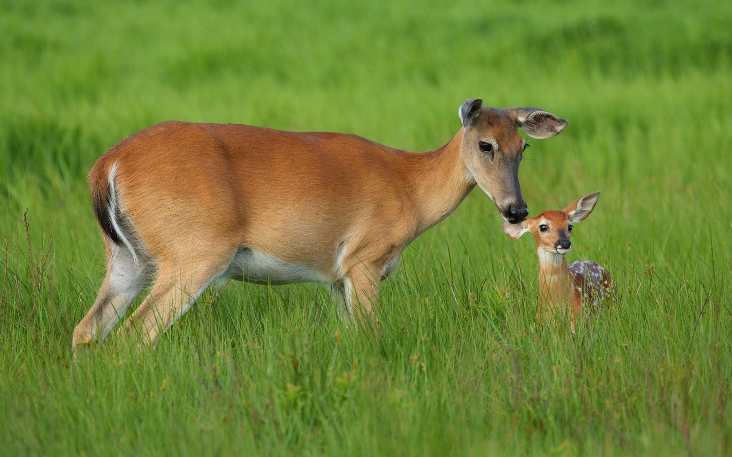 Обои трава, мама, малыш, олени, косуля, олененок, косули, grass, mom, baby, deer, roe, fawn разрешение 2034x1321 Загрузить