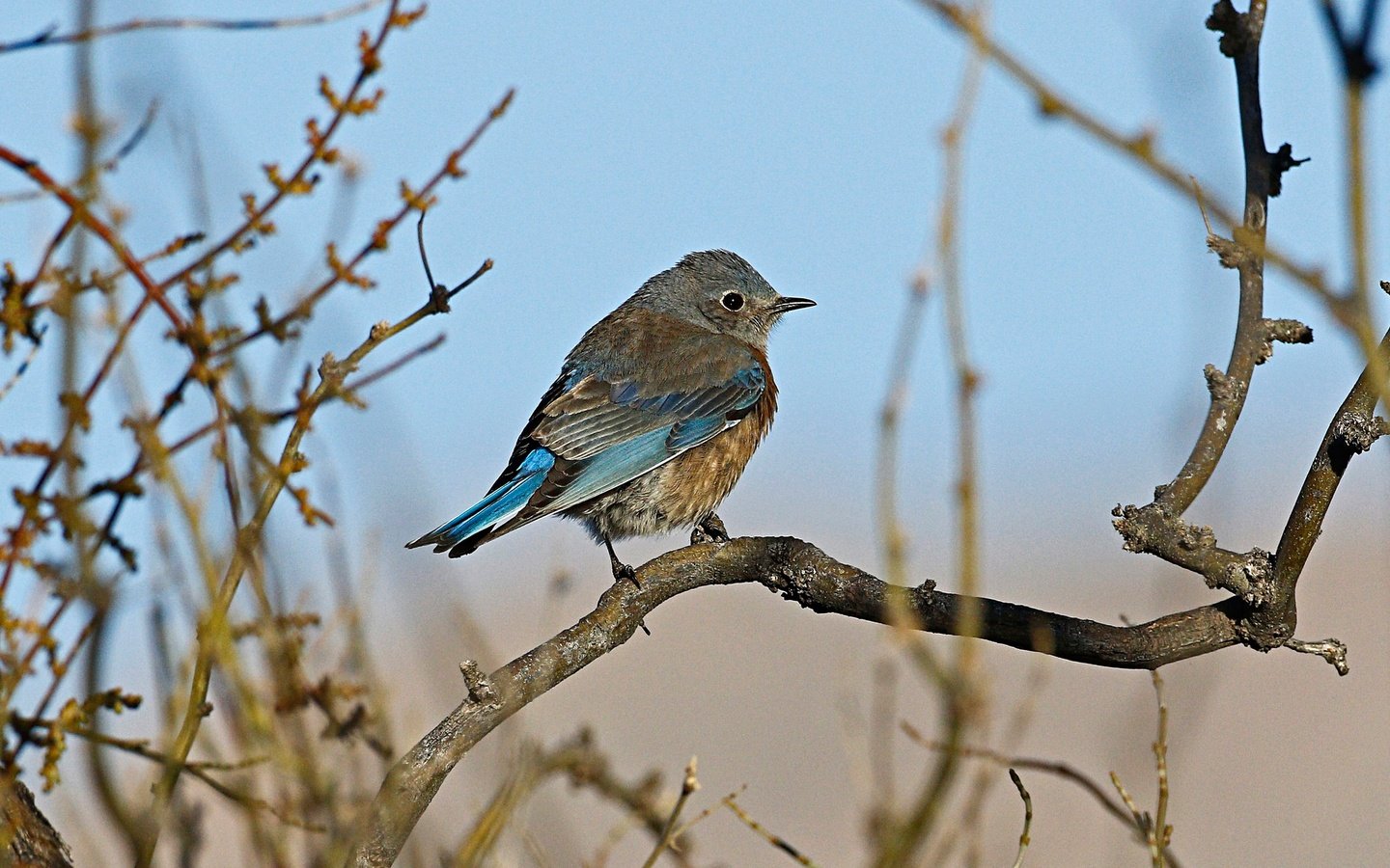 Обои ветки, птица, клюв, перья, самка, западная сиалия, branches, bird, beak, feathers, female, western sialia разрешение 2048x1356 Загрузить