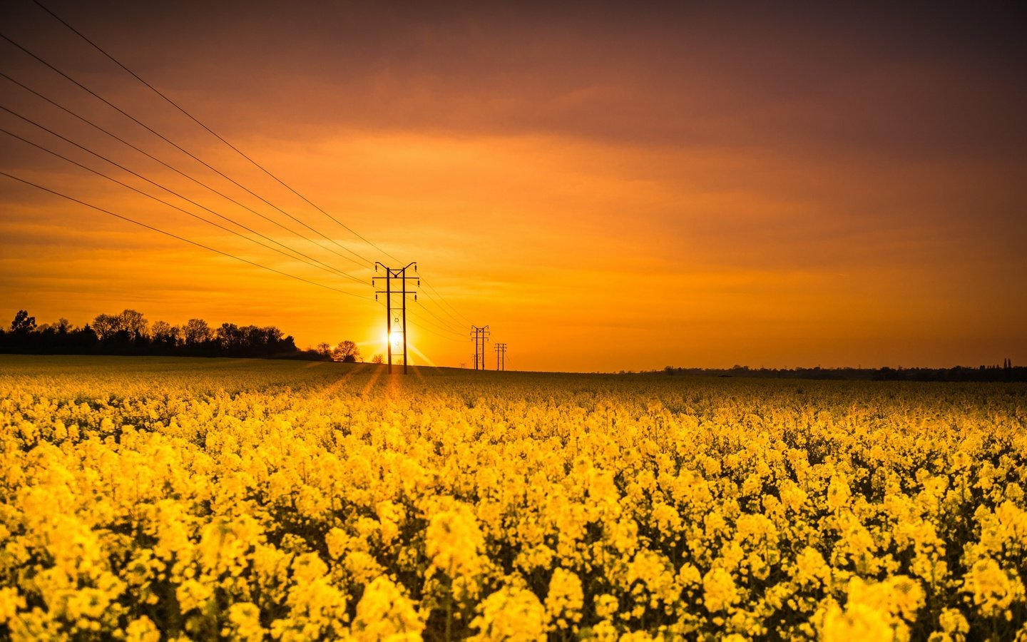 Обои цветы, солнце, природа, закат, поле, лэп, рапс, flowers, the sun, nature, sunset, field, power lines, rape разрешение 2626x1440 Загрузить