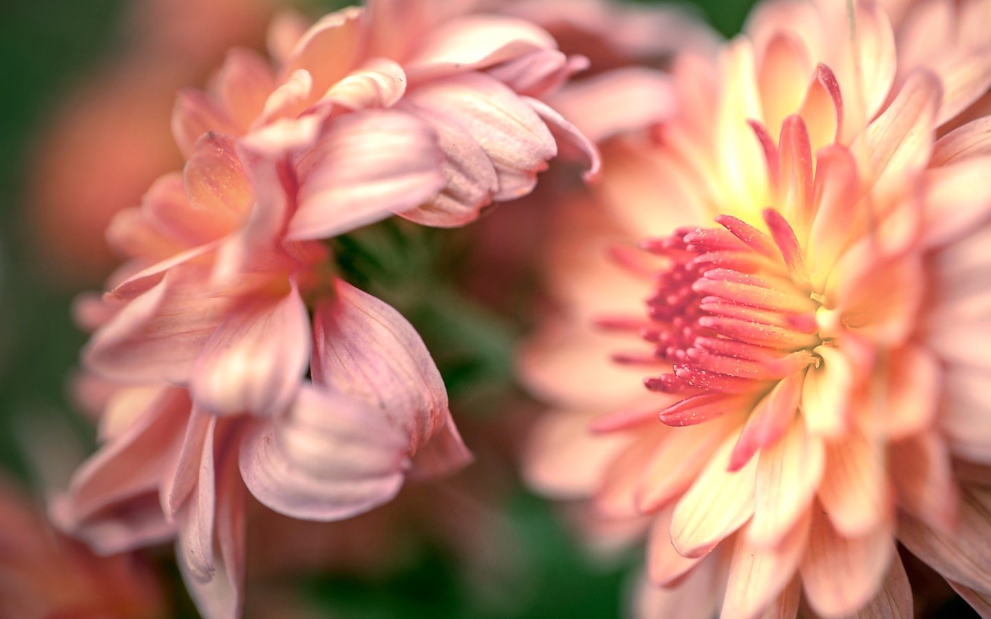 Обои бутоны, макро, цветок, лепестки, хризантемы, buds, macro, flower, petals, chrysanthemum разрешение 2554x1600 Загрузить