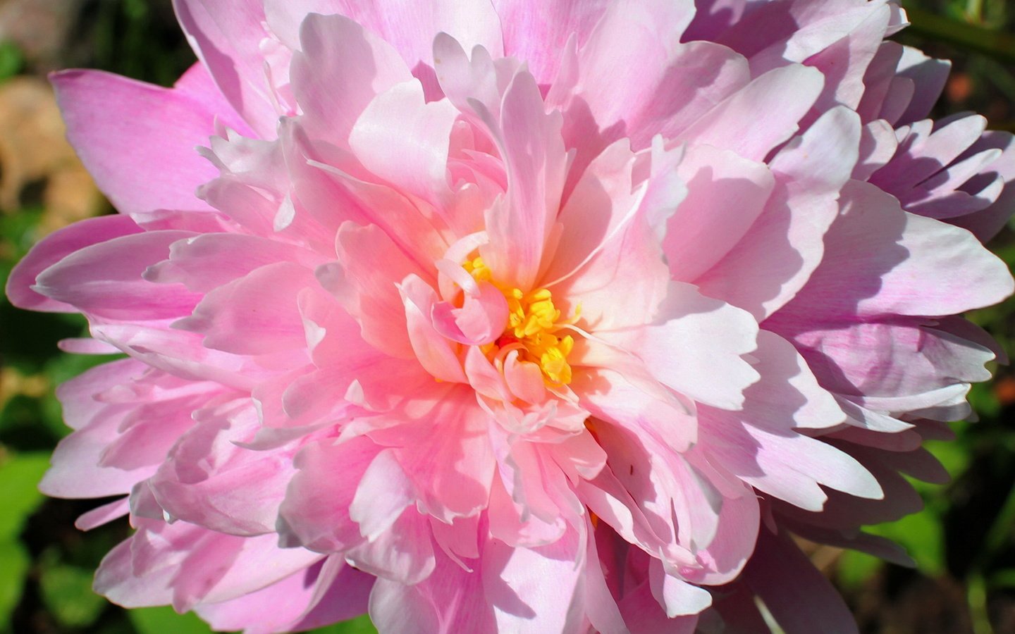 Обои цветок, лепестки, бутон, розовый, пион, flower, petals, bud, pink, peony разрешение 2562x1708 Загрузить