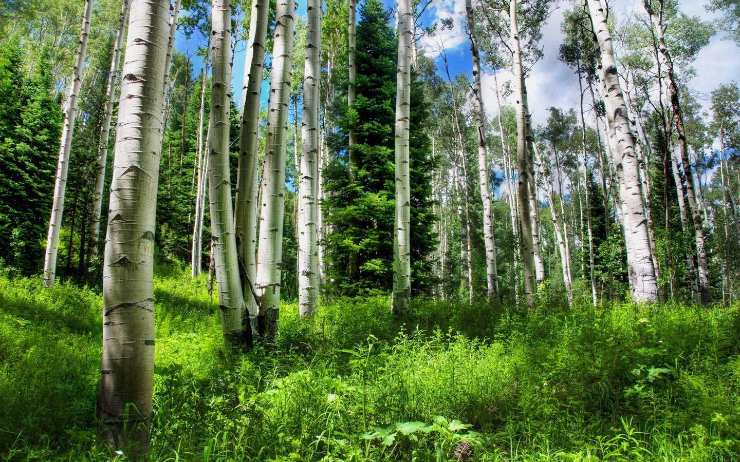 Обои трава, деревья, природа, лес, березы, ели, красиво, grass, trees, nature, forest, birch, ate, beautiful разрешение 2560x1600 Загрузить