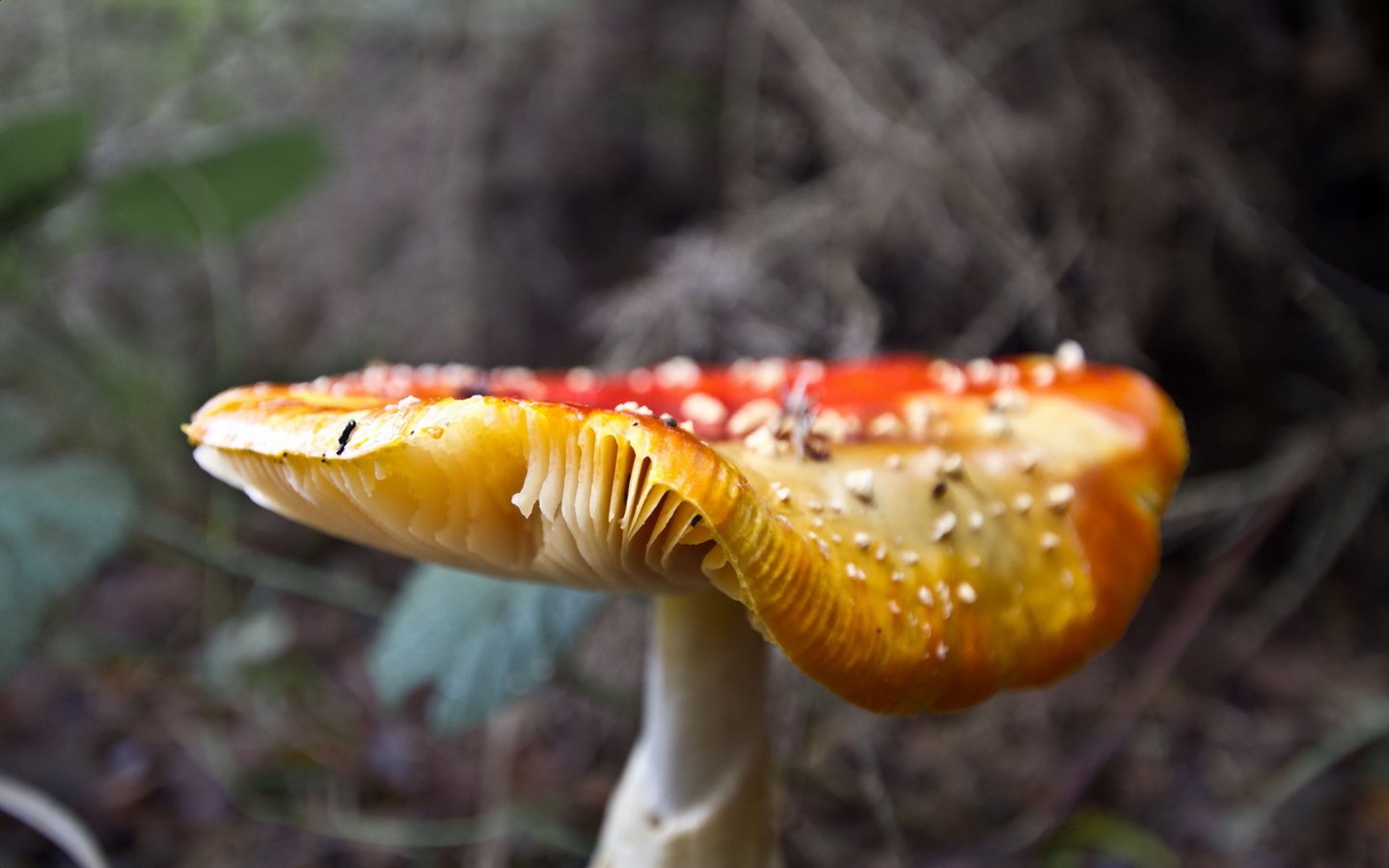 Обои лес, гриб, шляпка, мухомор, поганка, forest, mushroom, hat, toadstool разрешение 1920x1200 Загрузить