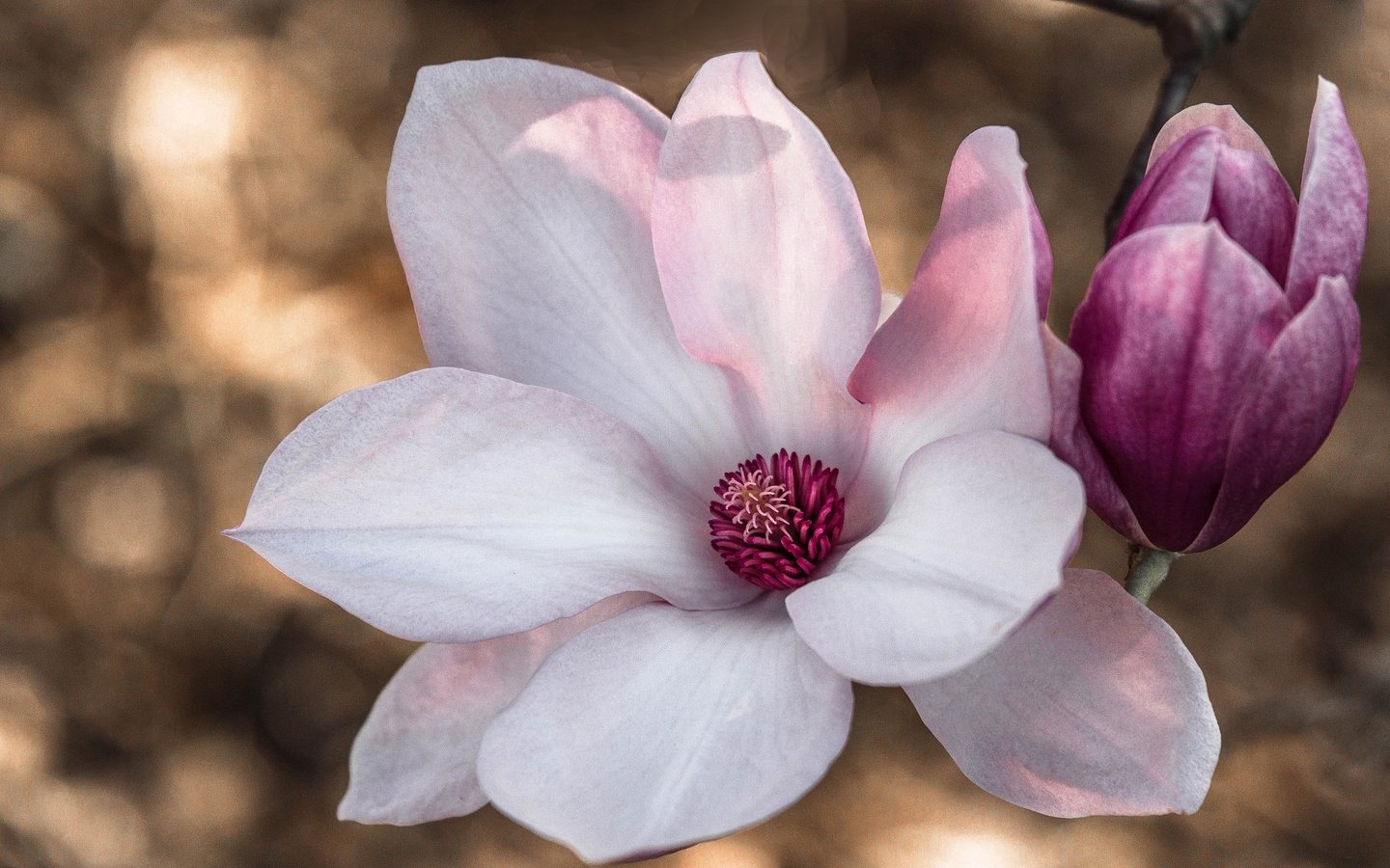 Обои цветение, макро, цветок, лепестки, весна, розовый, магнолия, flowering, macro, flower, petals, spring, pink, magnolia разрешение 2048x1327 Загрузить