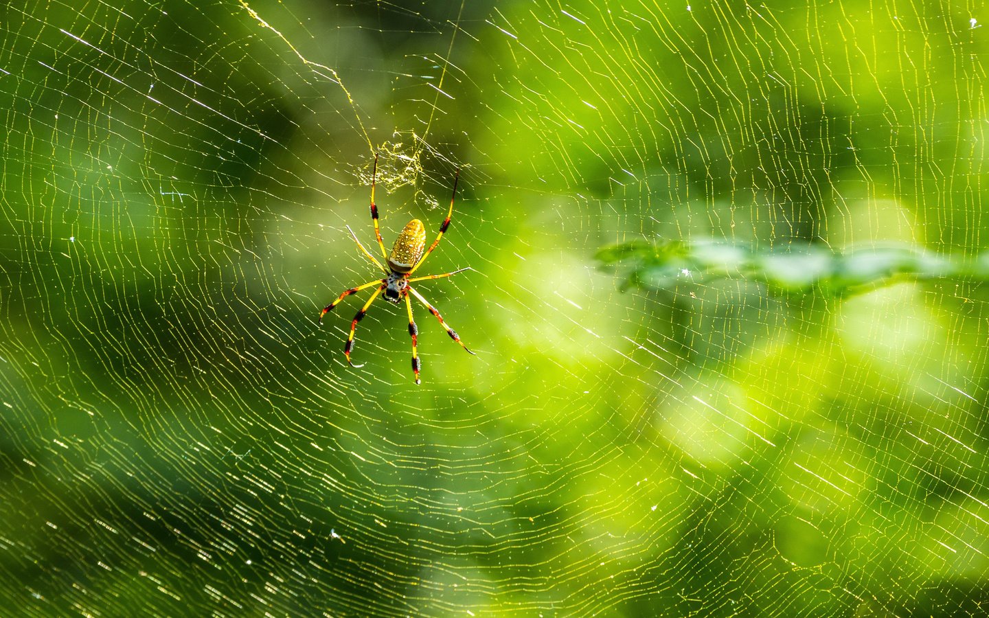 Обои природа, макро, фон, лапы, паук, паутина, nature, macro, background, paws, spider, web разрешение 3000x2032 Загрузить