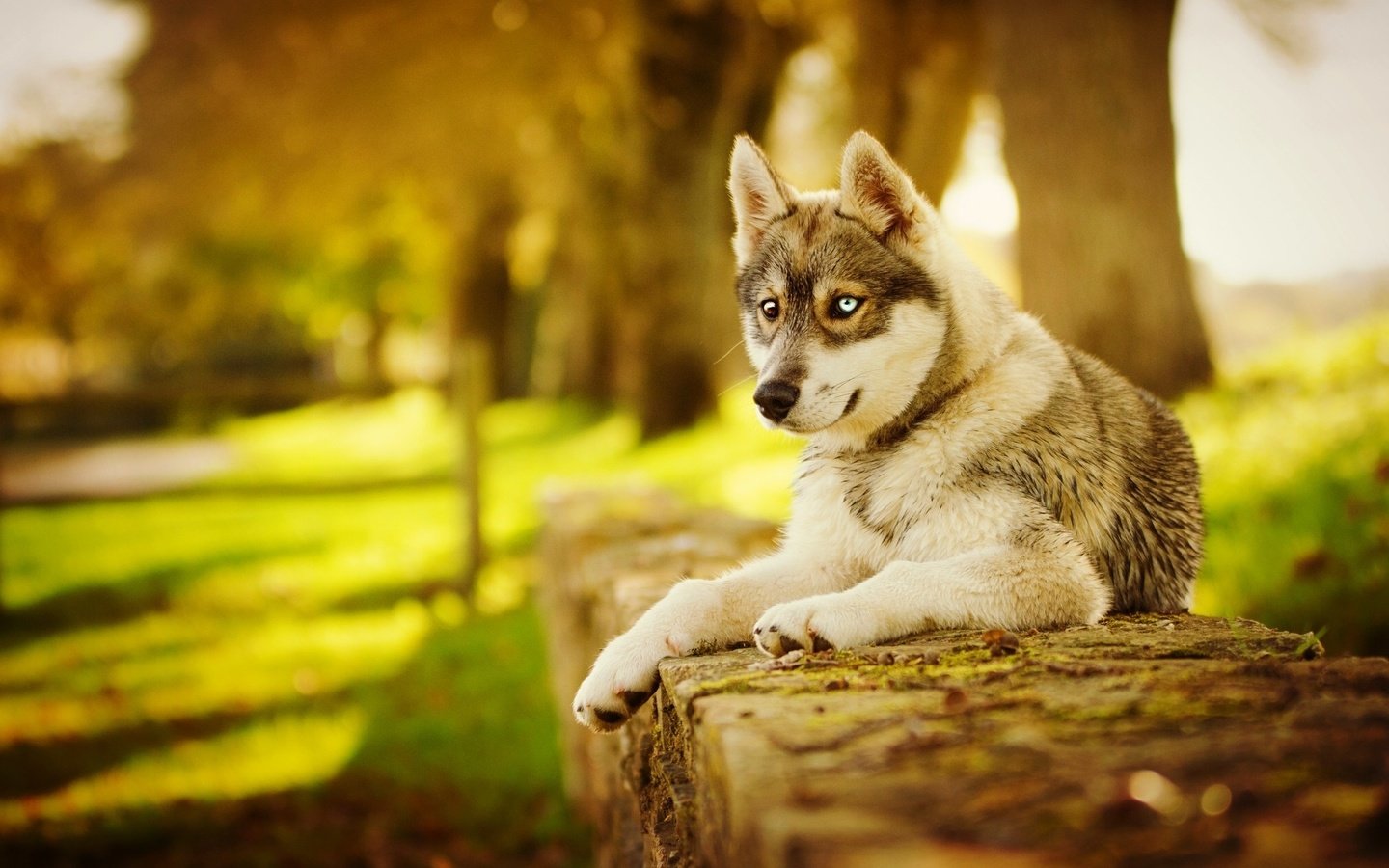 Обои морда, лапы, осень, собака, хаски, face, paws, autumn, dog, husky разрешение 2048x1263 Загрузить