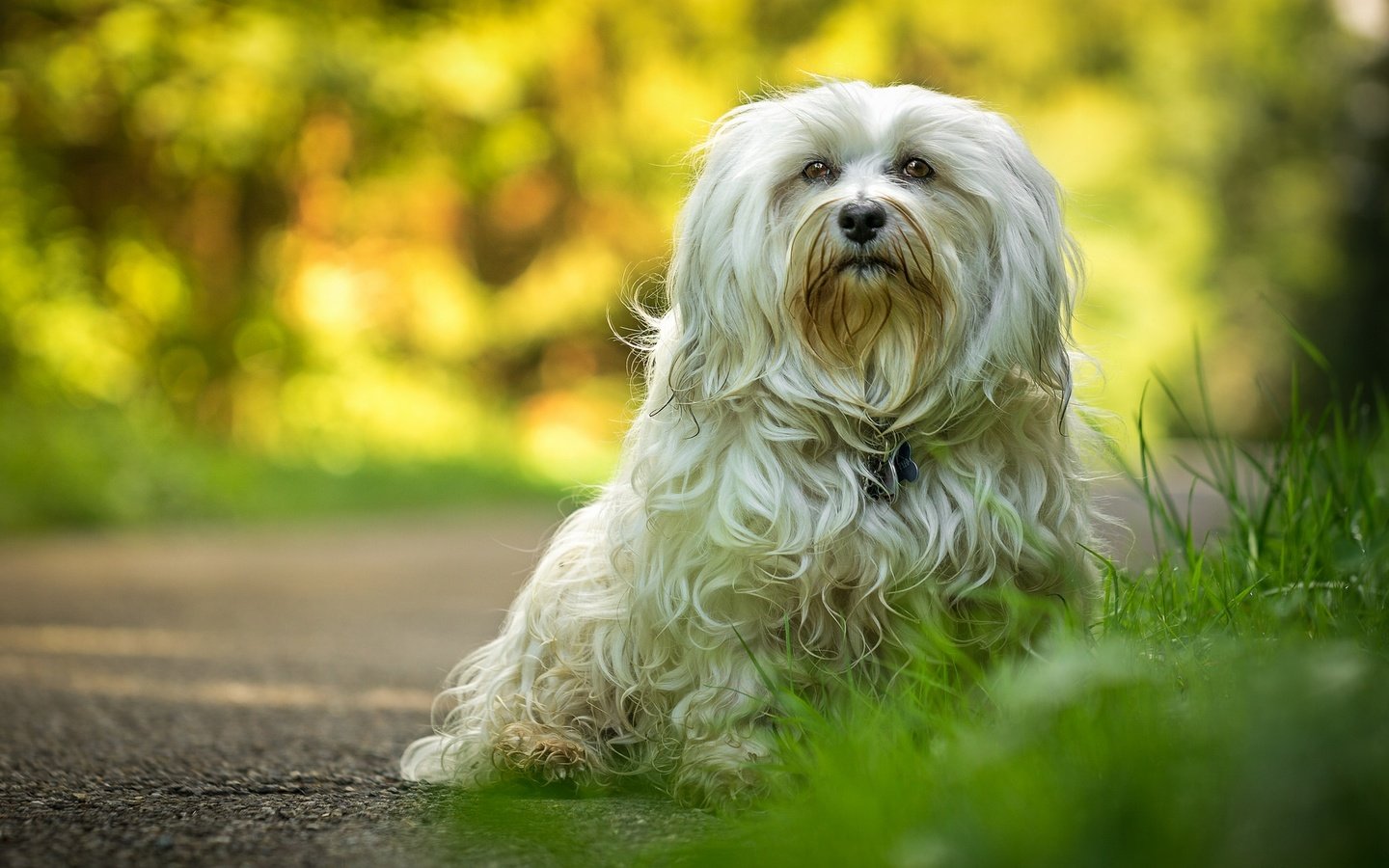 Обои шерсть, лапы, взгляд, собака, гаванский бишон, wool, paws, look, dog, the havanese разрешение 2048x1272 Загрузить