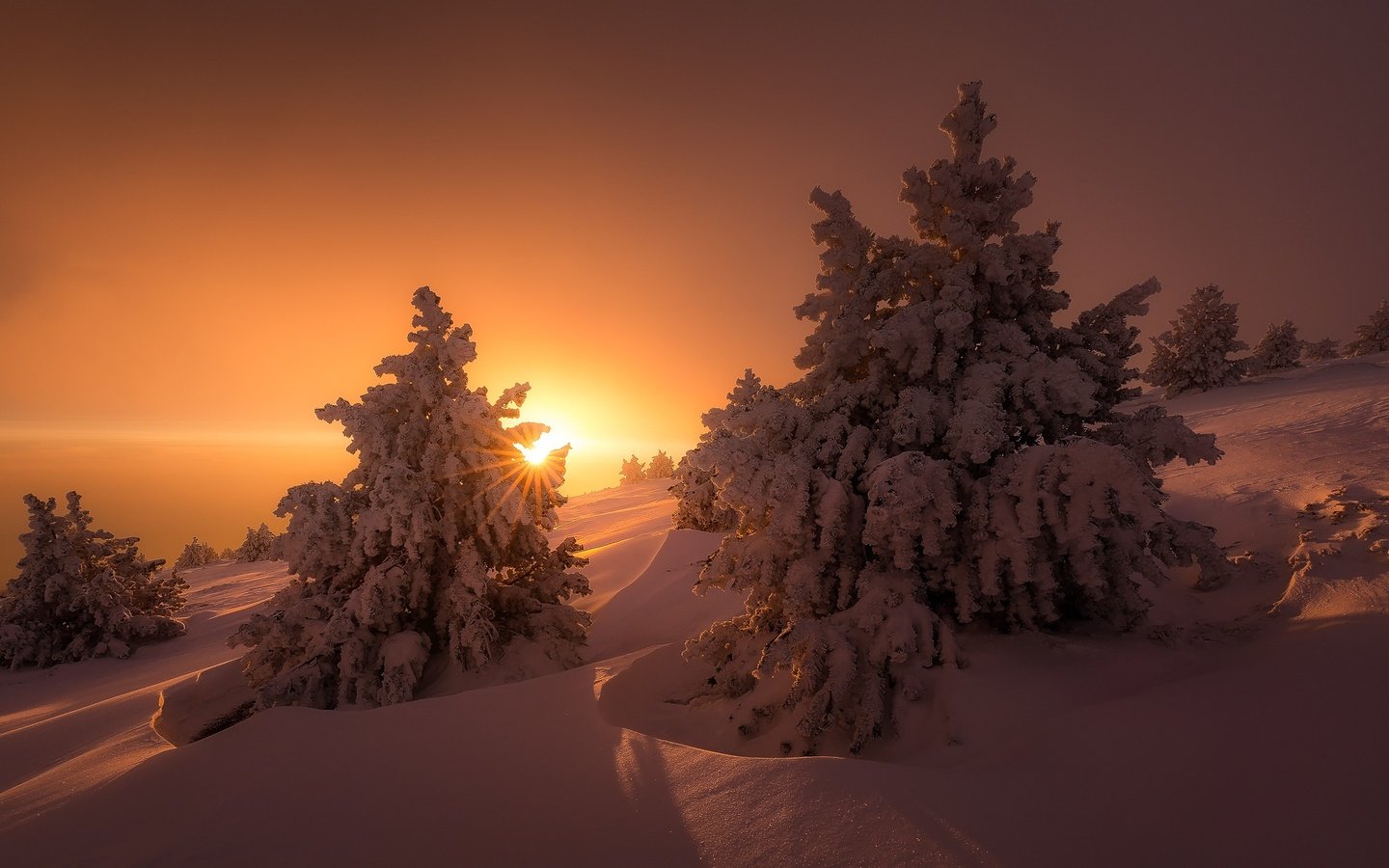 Обои свет, деревья, солнце, снег, зима, лучи, ели, сугробы, light, trees, the sun, snow, winter, rays, ate, the snow разрешение 1920x1080 Загрузить