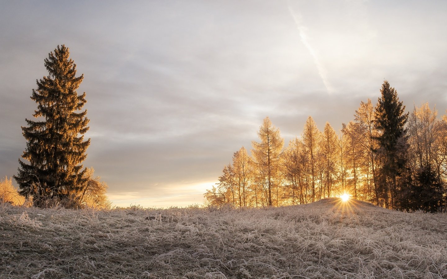 Обои свет, деревья, солнце, зима, лучи, утро, иней, light, trees, the sun, winter, rays, morning, frost разрешение 2048x1280 Загрузить