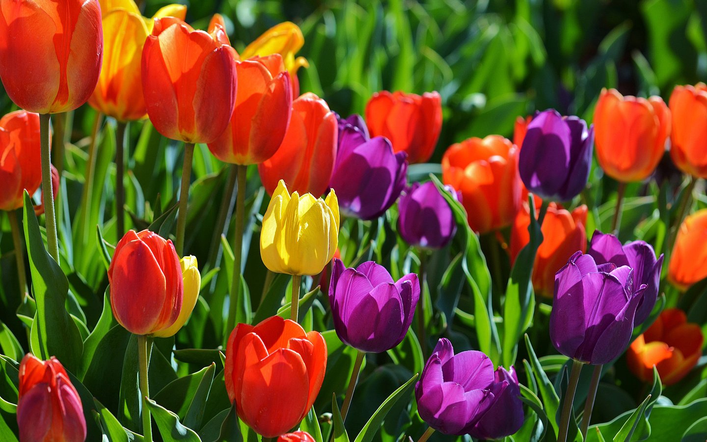 Обои цветы, весна, тюльпаны, flowers, spring, tulips разрешение 2048x1356 Загрузить