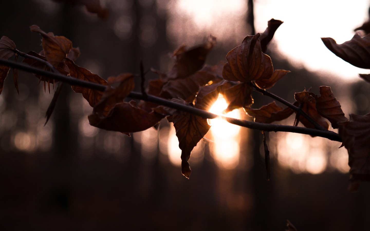 Обои ветка, солнце, лес, листья, осень, branch, the sun, forest, leaves, autumn разрешение 2800x1867 Загрузить