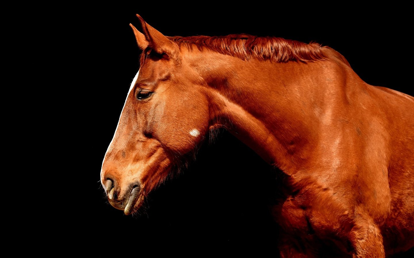 Обои лошадь, профиль, черный фон, конь, коричневый, horse, profile, black background, brown разрешение 1920x1280 Загрузить