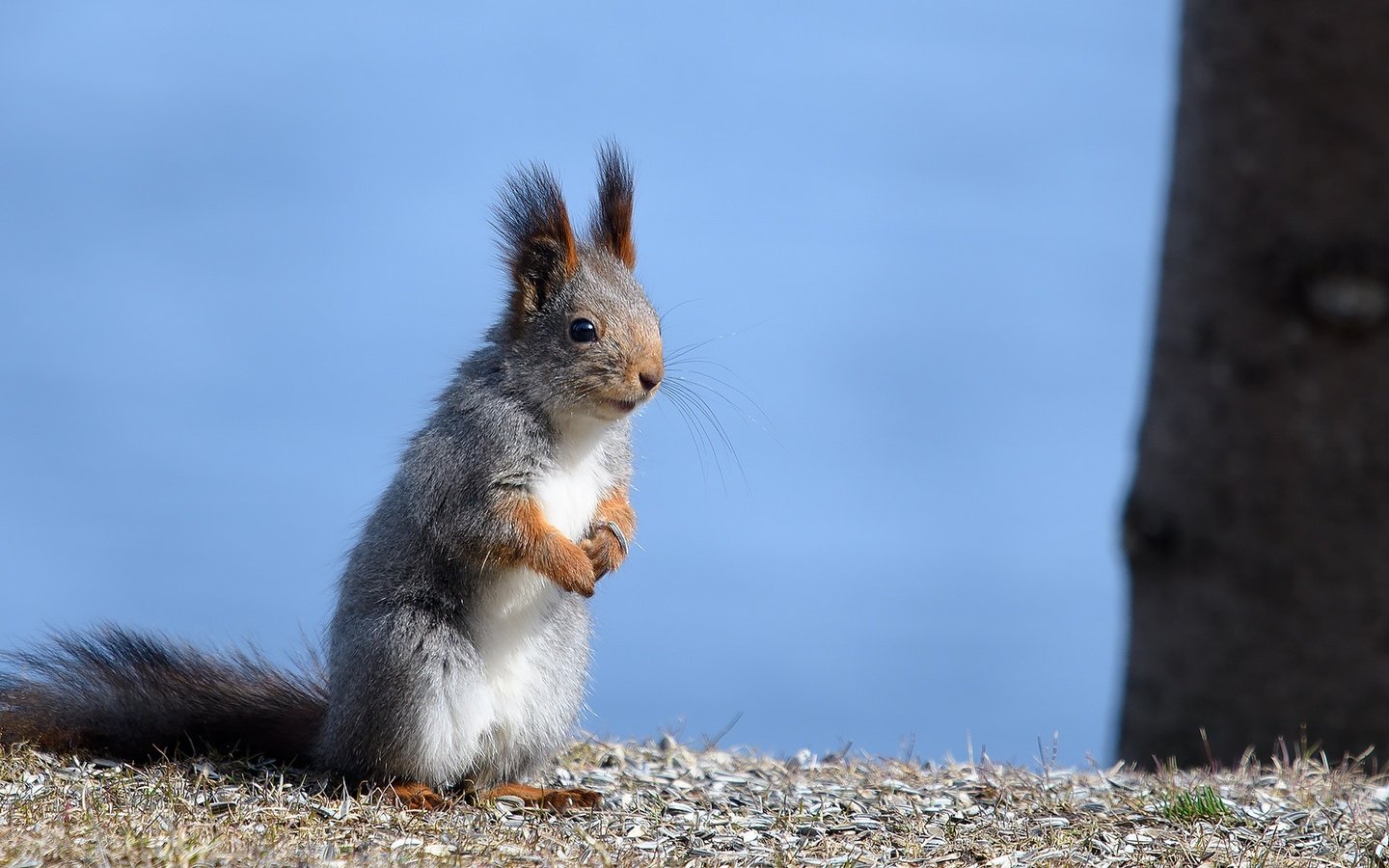 Обои ушки, животное, белка, хвост, стойка, белочка, грызун, ears, animal, protein, tail, stand, squirrel, rodent разрешение 2048x1152 Загрузить