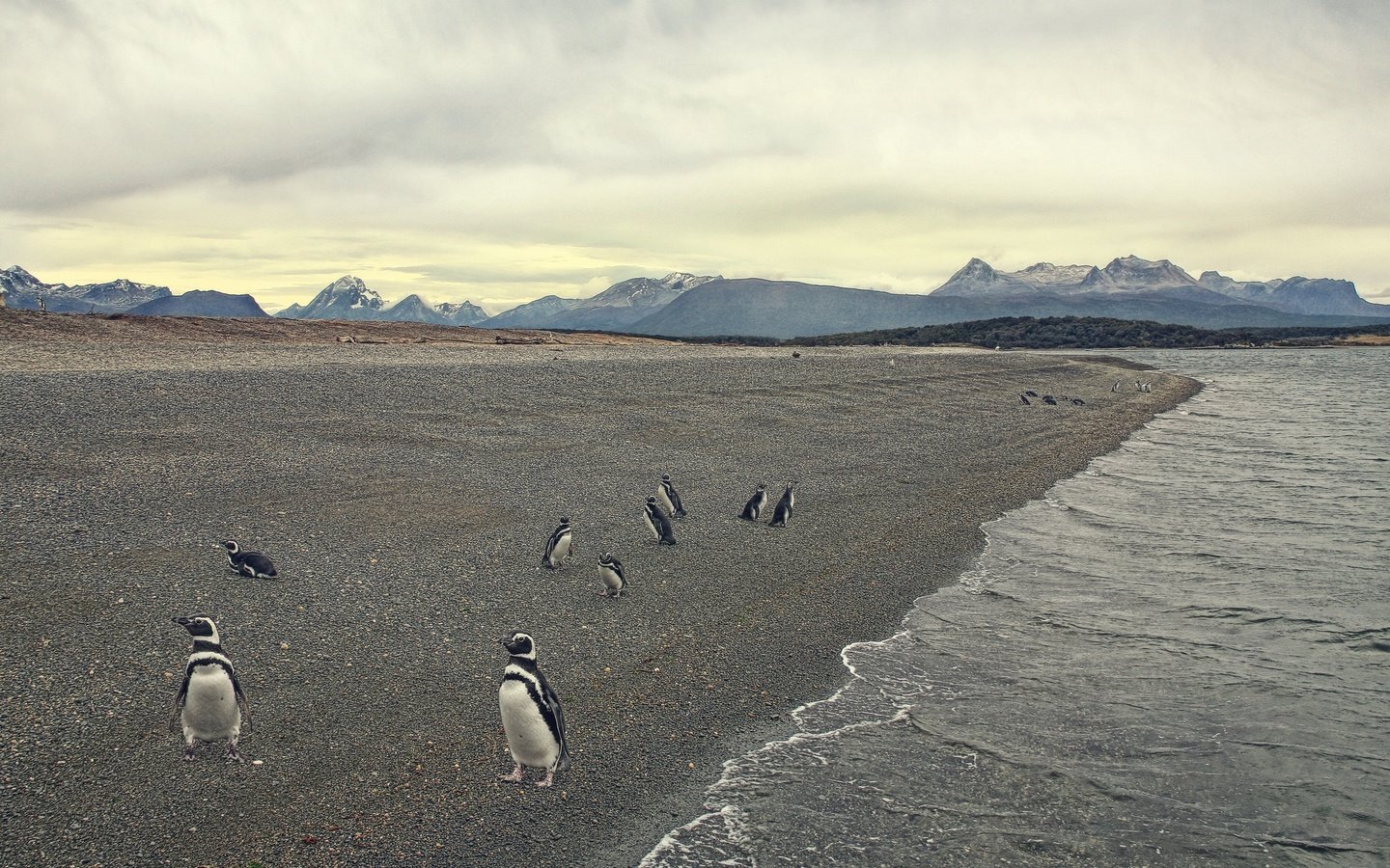 Обои берег, море, пляж, птица, пингвины, shore, sea, beach, bird, penguins разрешение 2048x1365 Загрузить