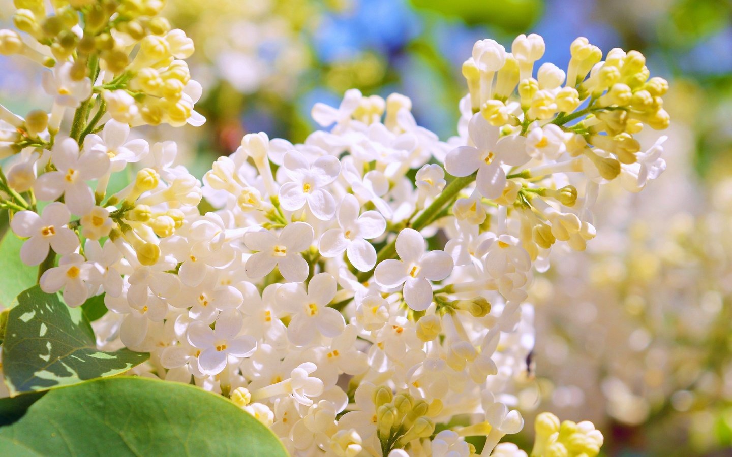 Обои цветение, весна, белая, сирень, flowering, spring, white, lilac разрешение 3000x1887 Загрузить