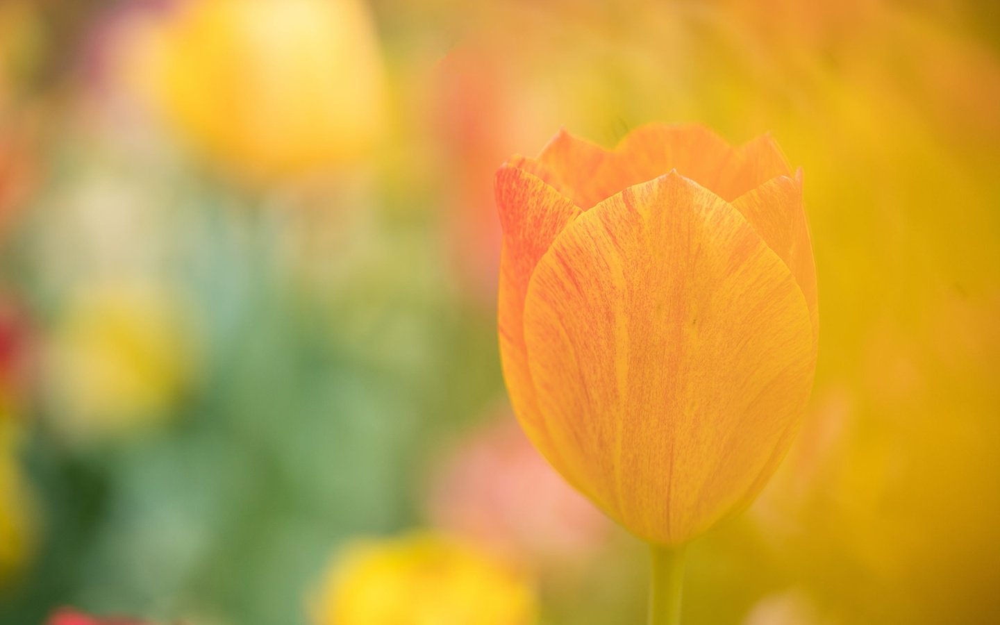 Обои цветок, лепестки, размытость, тюльпан, flower, petals, blur, tulip разрешение 2048x1366 Загрузить