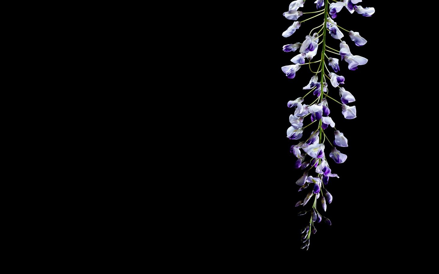 Обои цветок, черный фон, глициния, вистерия, flower, black background, wisteria разрешение 2048x1365 Загрузить