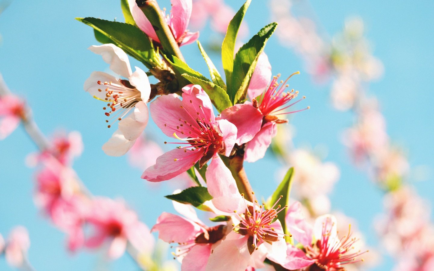 Обои цветы, цветение, макро, весна, ветвь, персиковое дерево, flowers, flowering, macro, spring, branch, peach tree разрешение 4608x3072 Загрузить