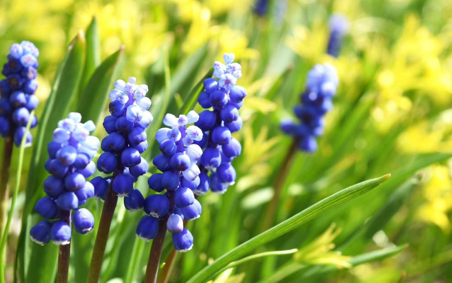 Обои цветы, макро, весна, мускари, виноградный гиацинт, flowers, macro, spring, muscari, grape hyacinth разрешение 6000x4000 Загрузить