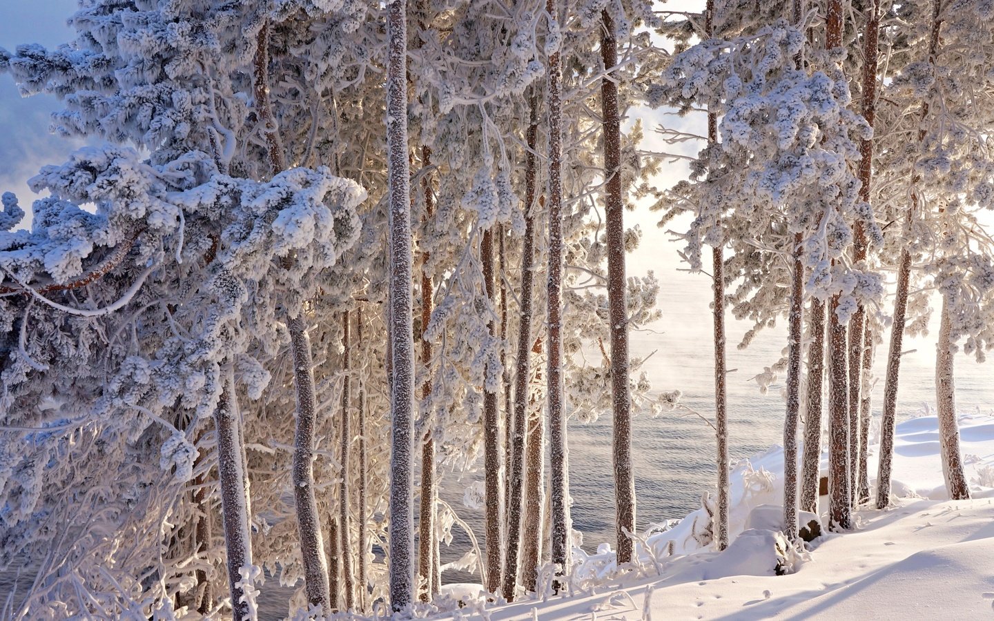 Обои деревья, снег, зима, иней, trees, snow, winter, frost разрешение 2400x1595 Загрузить