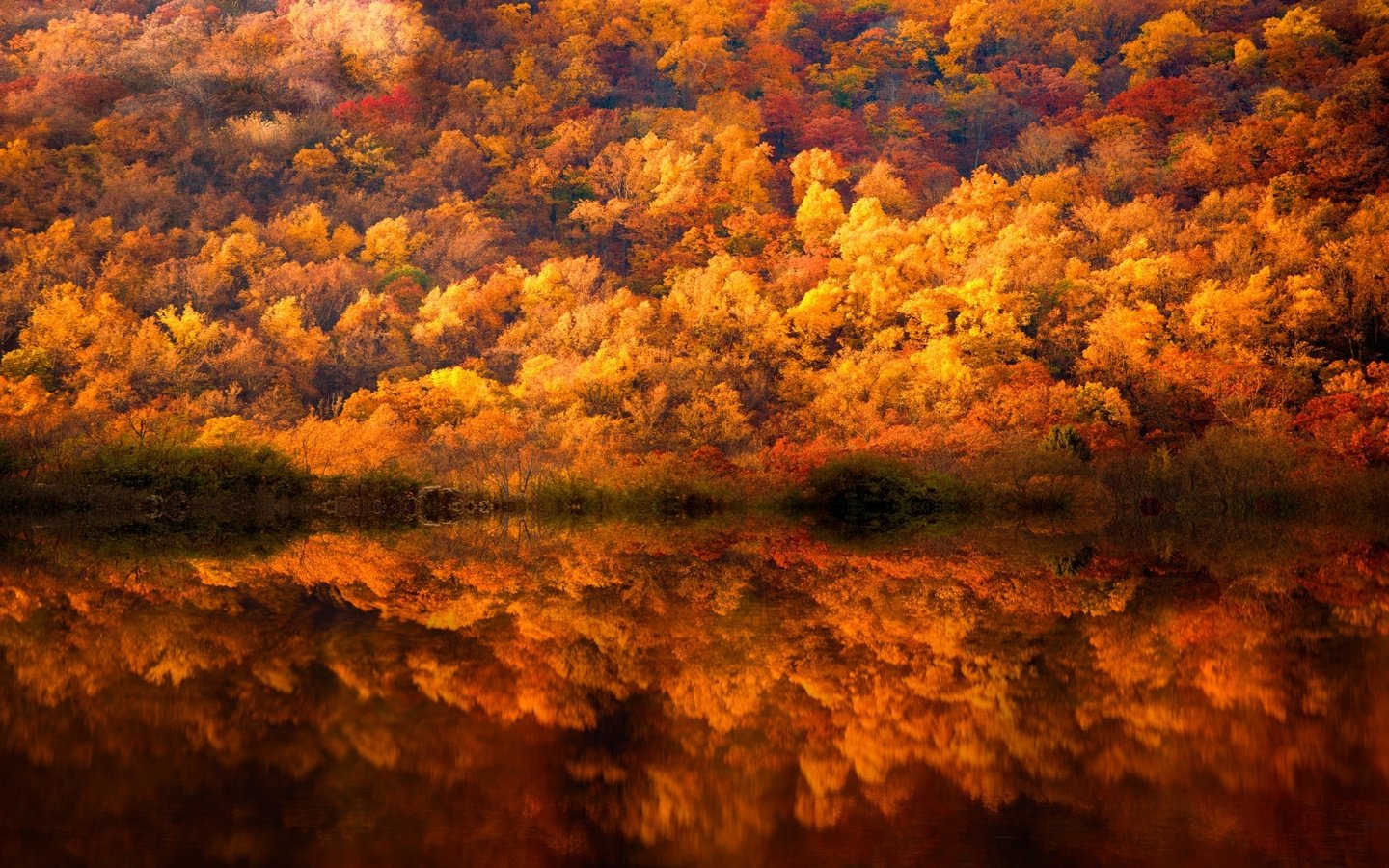 Обои деревья, вода, лес, отражения, краски, осень, trees, water, forest, reflection, paint, autumn разрешение 2048x1280 Загрузить