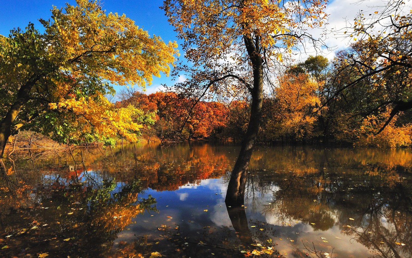 Обои деревья, вода, отражение, листва, осень, trees, water, reflection, foliage, autumn разрешение 1920x1280 Загрузить