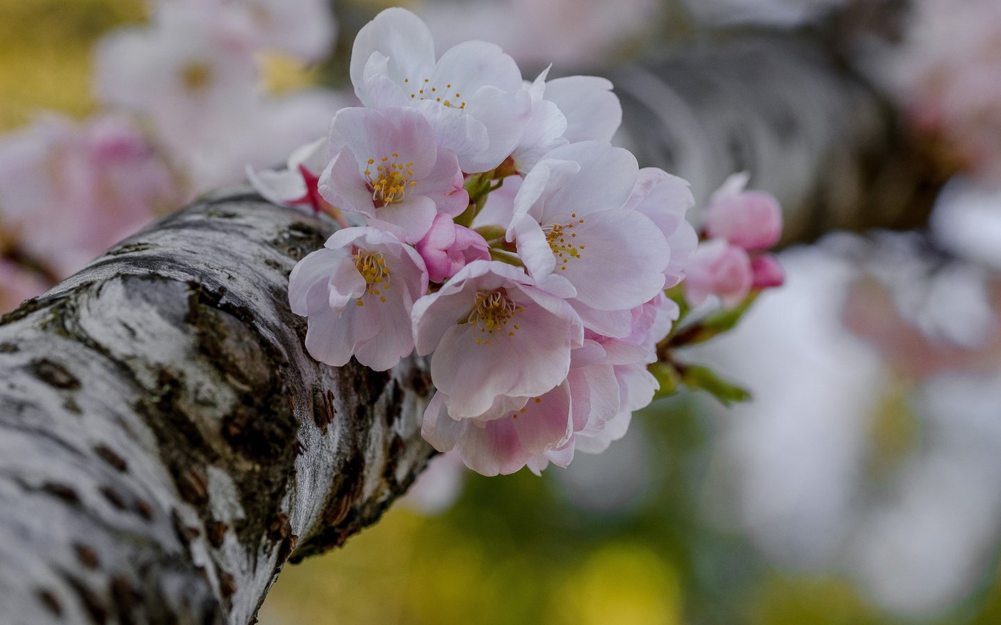 Обои дерево, цветение, макро, весна, вишня, цветки, боке, tree, flowering, macro, spring, cherry, flowers, bokeh разрешение 4757x3151 Загрузить