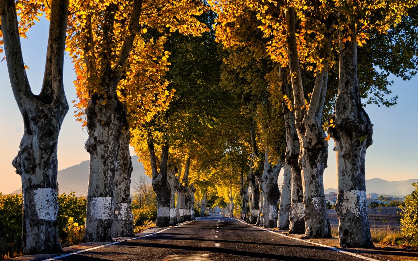 Обои дорога, деревья, утро, осень, road, trees, morning, autumn разрешение 4808x3261 Загрузить