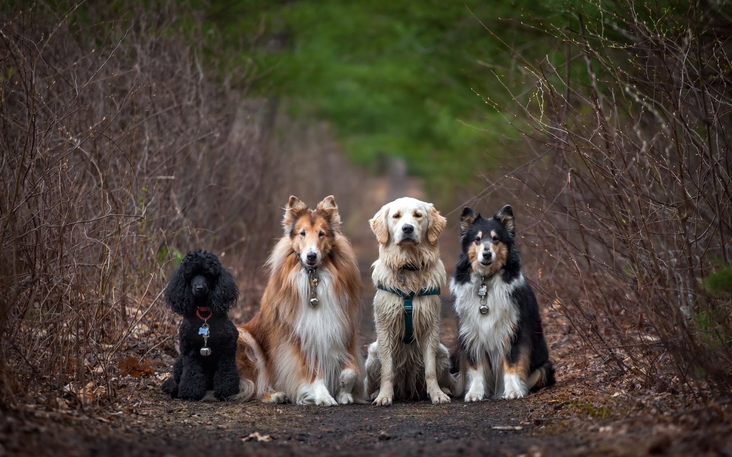 Обои дорога, природа, пудель, друзья, собаки, колли, золотистый ретривер, road, nature, poodle, friends, dogs, collie, golden retriever разрешение 2560x1707 Загрузить