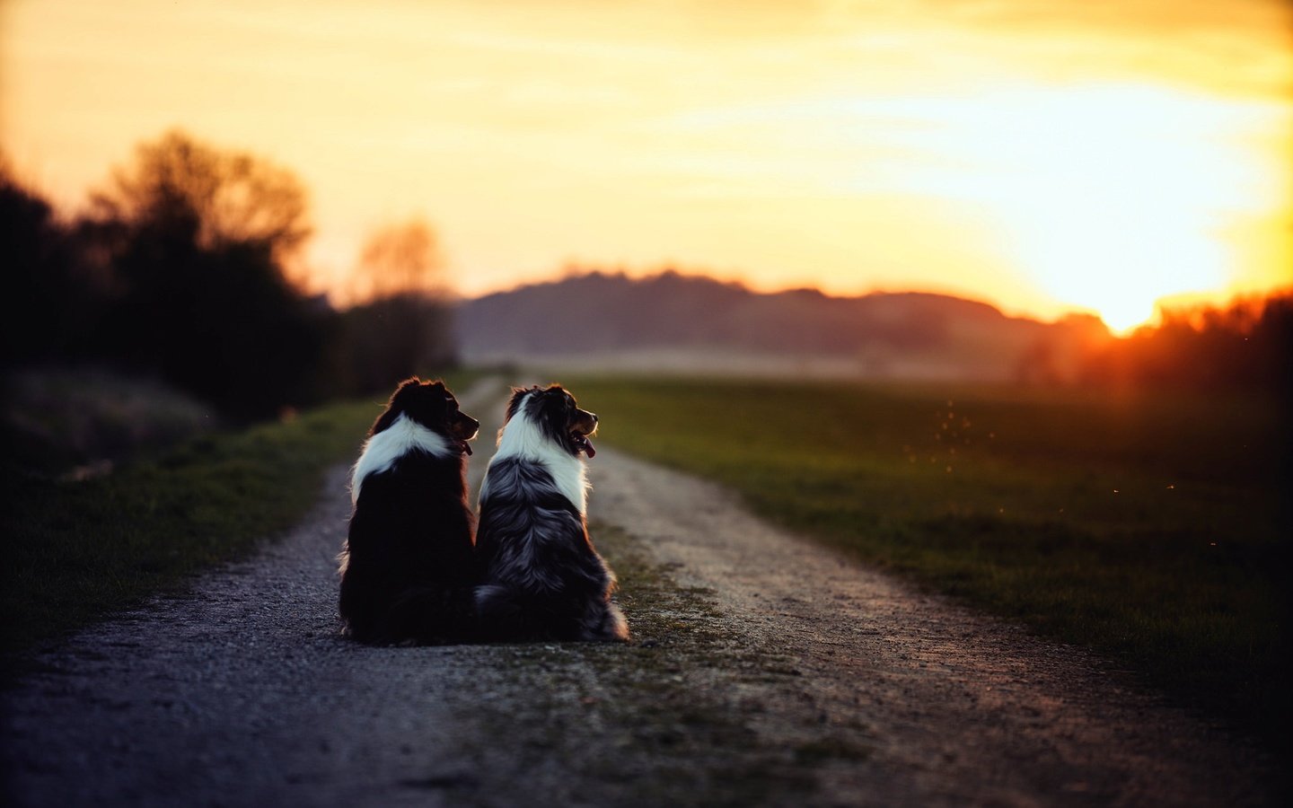 Обои дорога, утро, собаки, бордер-колли, road, morning, dogs, the border collie разрешение 2048x1365 Загрузить