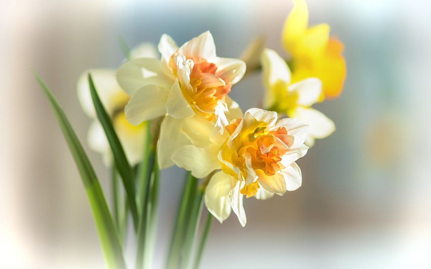 Обои цветы, фон, весна, нарциссы, букетик, боке, flowers, background, spring, daffodils, a bunch, bokeh разрешение 2222x1481 Загрузить