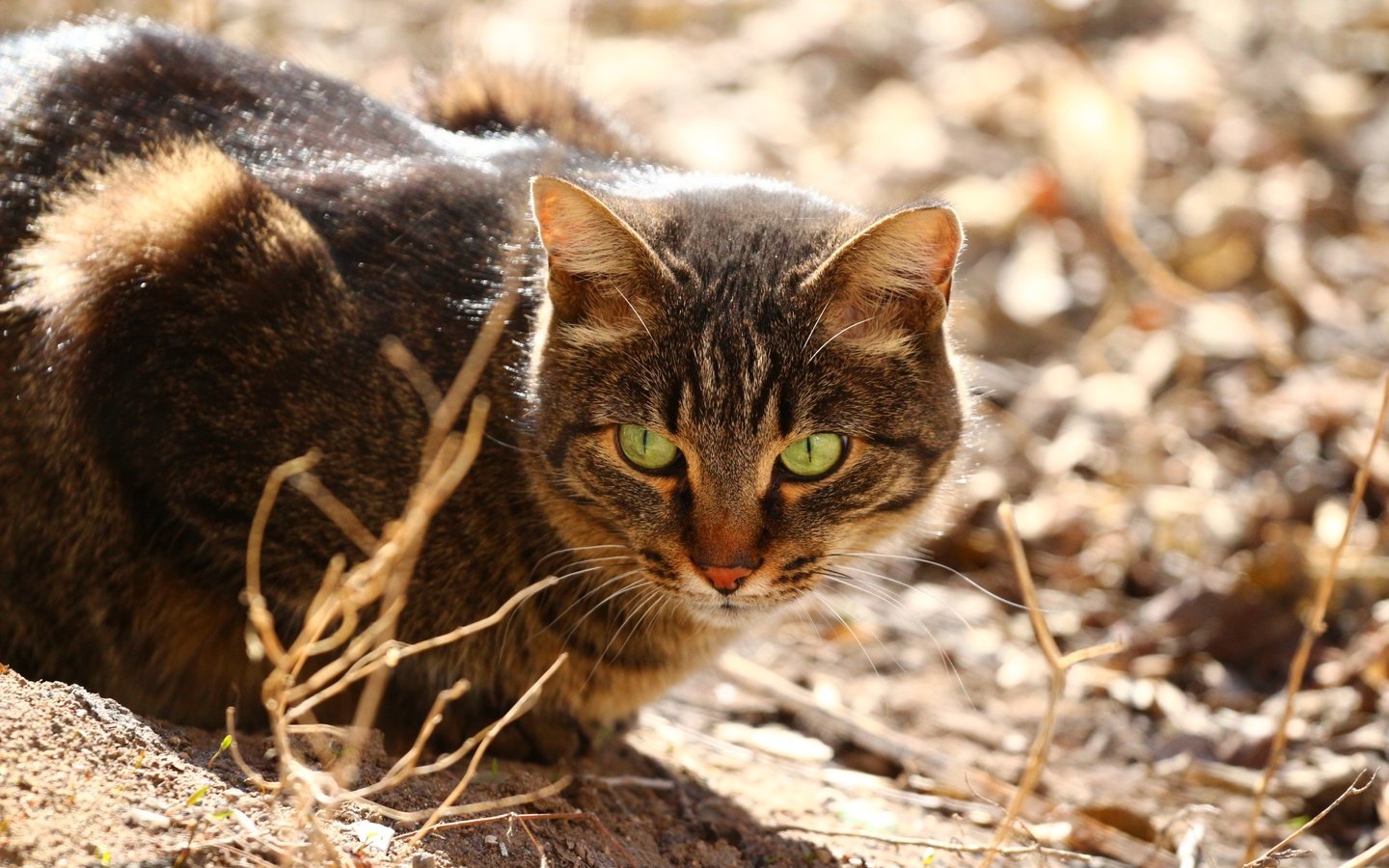 Обои глаза, кот, мордашка, сухая трава, eyes, cat, face, dry grass разрешение 1920x1280 Загрузить