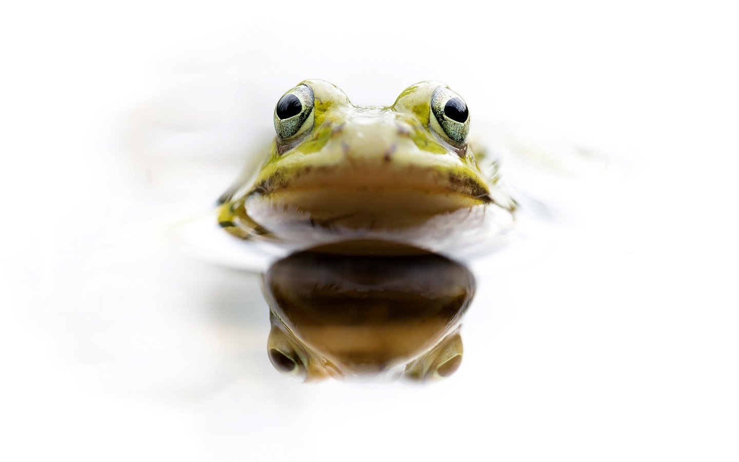 Обои глаза, вода, отражение, лягушка, голова, земноводное, eyes, water, reflection, frog, head, amphibian разрешение 2048x1275 Загрузить