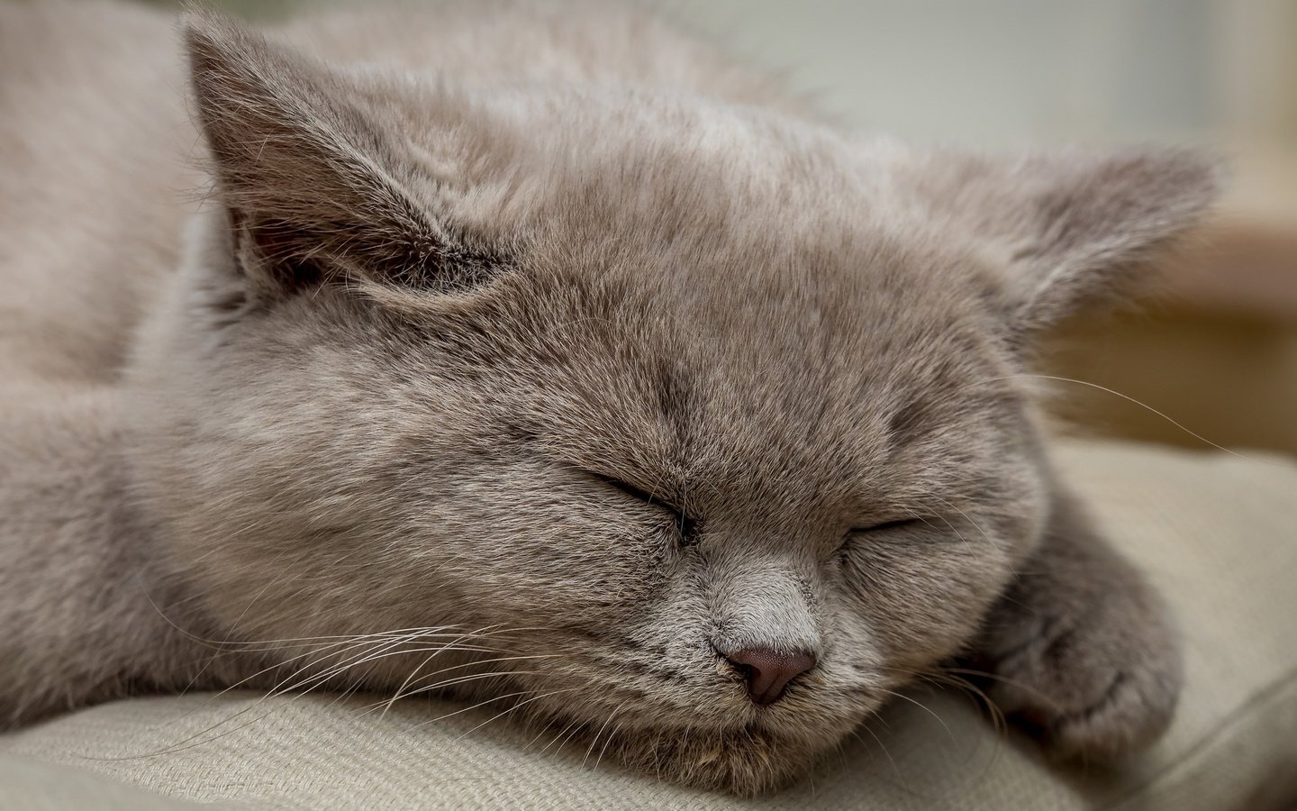 Обои кошка, дом, уют, британская короткошерстная, jens haggren, cat, house, comfort, british shorthair разрешение 2048x1365 Загрузить