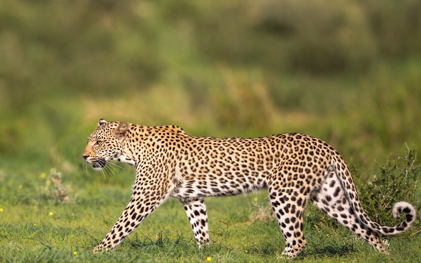 Обои леопард, хищник, дикая кошка, грация, leopard, predator, wild cat, grace разрешение 2048x1366 Загрузить