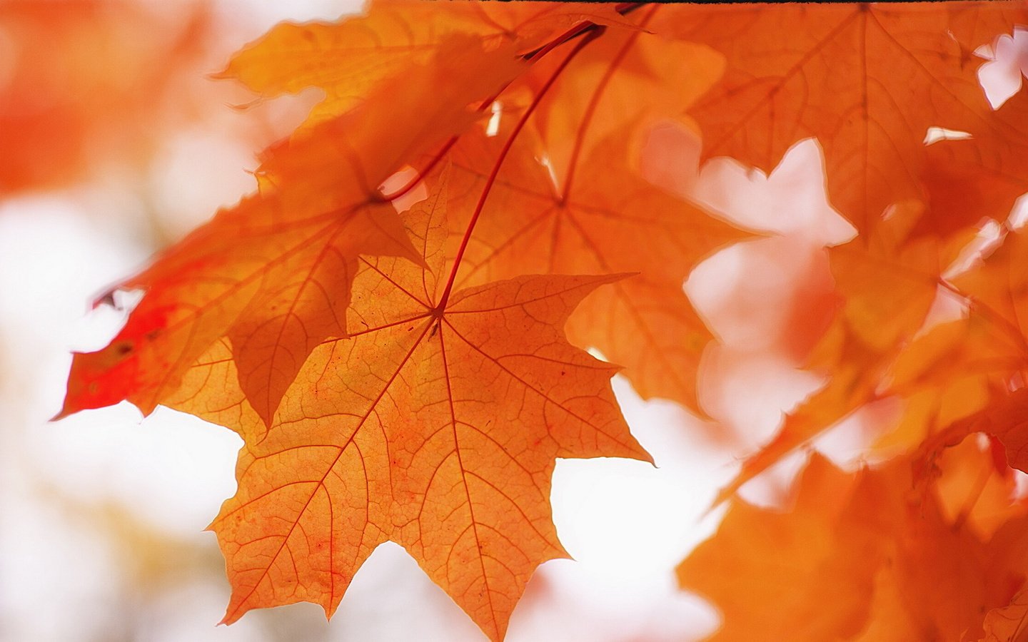 Обои природа, листья, фон, краски, осень, клен, nature, leaves, background, paint, autumn, maple разрешение 1920x1200 Загрузить