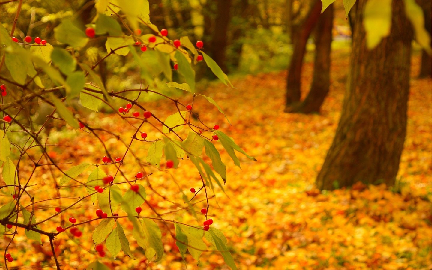 Обои природа, фон, листва, осень, nature, background, foliage, autumn разрешение 3002x1889 Загрузить